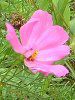 �R�X���X(Cosmos)
