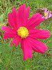 �R�X���X(Cosmos)