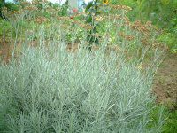 �J���[�v�����c(Curry plant)