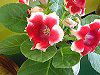 �O���L�V�j�A(Gloxinia)