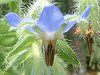�{���W(Borage)