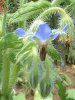 �{���W(Borage)