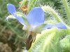 �{���W(Borage)