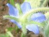 �{���W(Borage)