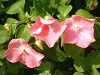 �C���p�`�F���X(Impatiens)