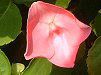 �C���p�`�F���X��(Impatiens)