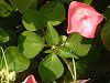 �C���p�`�F���X(Impatiens)