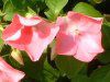 �C���p�`�F���X��(Impatiens)