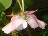 �C���p�`�F���X(Impatiens)