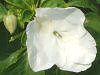 �C���p�`�F���X��(Impatiens)