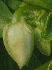 �C���p�`�F���X�Q(Impatiens)