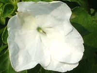 8���̉�#3(2003�N)