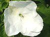 �C���p�`�F���X(Impatiens)