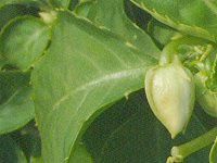 8���̉�#3(2003�N)
