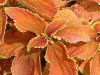 �R���E�X(Coleus)