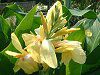 �J���i(Canna)