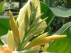 �J���i(Canna)