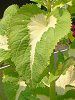 �R���E�X(Coleus)