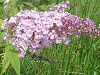 �u�b�h���A(Buddleja)