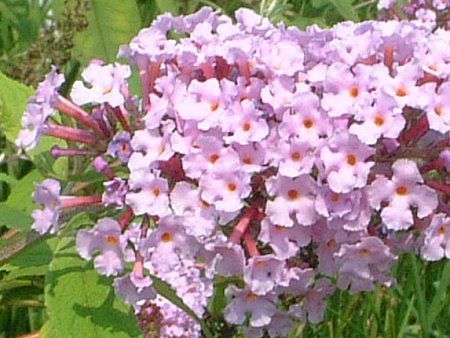 �u�b�h���A(Buddleja)