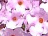 �u�b�h���A(Buddleja)