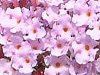 �u�b�h���A(Buddleja)