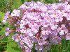 �u�b�h���A(Buddleja)