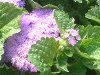 �A�Q���^��(Ageratum)