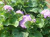 �A�Q���^��(Ageratum)
