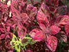 �R���E�X(Coleus)
