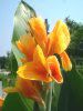 �J���i(Canna)