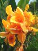 �J���i(Canna)