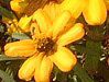 �W�j�A�E���l�A���X(Zinnia linearis)