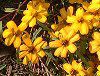 �W�j�A�E���l�A���X(Zinnia linearis)