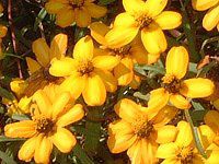 �W�j�A�E���l�A���X(Zinnia linearis)