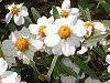 �W�j�A�E���l�A���X(Zinnia linearis)