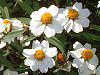 �W�j�A�E���l�A���X(Zinnia linearis)