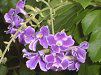 �f�������^(Duranta)