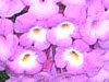 �����^�i(Lantana)