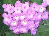 �����^�i(Lantana)