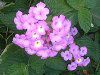 �����^�i(Lantana)