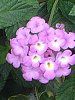 �����^�i(Lantana)