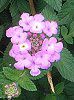 �����^�i(Lantana)