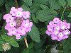 �R�o�m�����^�i(���t��Lantana)