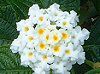 �����^�i(Lantana)