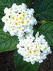 �����^�i(Lantana)