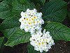 �����^�i(Lantana)