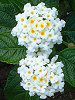 �����^�i(Lantana)