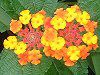 �����^�i(Lantana)