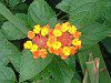 �����^�i(Lantana)